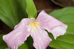 White trillium